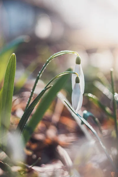 Unique White Snowdrop Blooms Garden Help Sunshine Plenty Moisture Makes — Stock Photo, Image