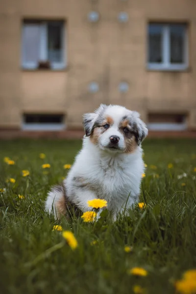 Australian Shepherd Cub Exploring Garden First Time Blue Merle Sitting — Stockfoto