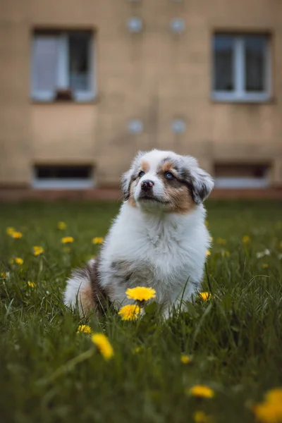 澳大利亚牧羊犬幼崽第一次探索花园 蓝色的美人鱼坐在草地上 在奔跑之后休息 金丝雀中最可爱的小狗 — 图库照片