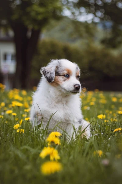 Australian Shepherd Cub Exploring Garden First Time Blue Merle Sitting — стоковое фото