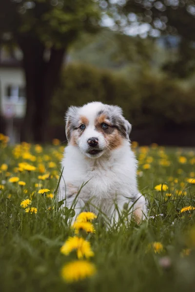 Australian Shepherd Cub Exploring Garden First Time Blue Merle Sitting — Photo