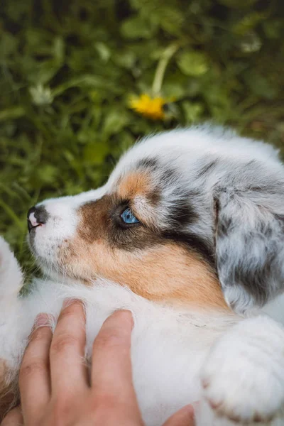 Scratching Ung Australisk Shepherd Valp Liggande Gräset Publiken Favorit Kvinnlig — Stockfoto