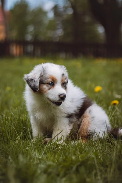 셰퍼드 새끼가 처음으로 정원을 했습니다 휴식을 취한다 품종중에서 귀여운 강아지 — 스톡 사진