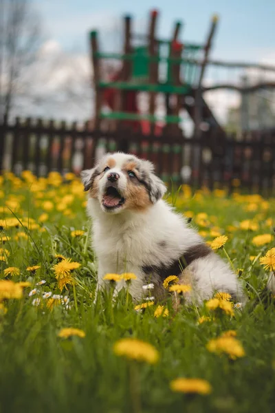 Pastore Australiano Cucciolo Esplorare Giardino Prima Volta Merlo Blu Seduto — Foto Stock