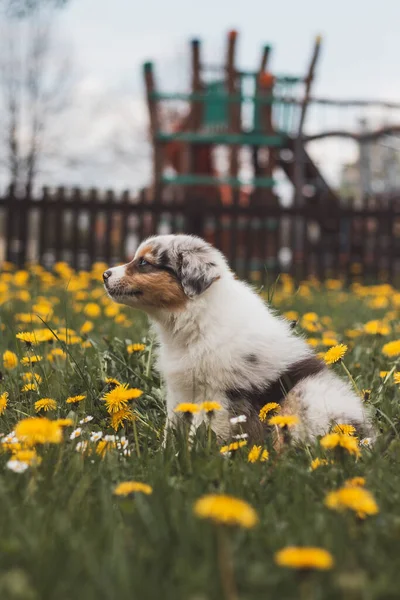 澳大利亚牧羊犬幼崽第一次探索花园 蓝色的美人鱼在蒲公英之间的草地上坐着 在奔跑之后休息 金丝雀中最可爱的小狗 — 图库照片