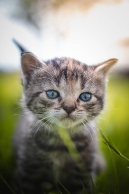 Masum yeni doğmuş evcil kedi evin etrafındaki vahşi yaşamı keşfediyor ve yeni duygularla ilgili acil gelişmelere maruz kalıyor. Uzun otların arasında mavi gözlü gri ve siyah kedi yavrusu. Felis catus domesticus.