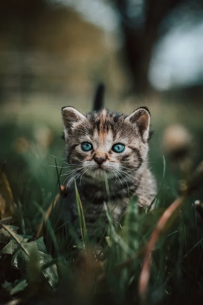纯真的新生家猫在房子周围发现了野生动物 并在新的感觉方面经历了直接的发展 蓝眼睛灰色和黑色的小猫在高高的草地上 Felis Catus Domesticus — 图库照片
