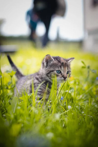 無邪気な新生児の国内猫は家の周りの野生動物を発見し 新しい感覚に関する即時開発を受ける 背の高い草の中に青い目の灰色と黒の子猫 フェリス カタス ドメスティック — ストック写真