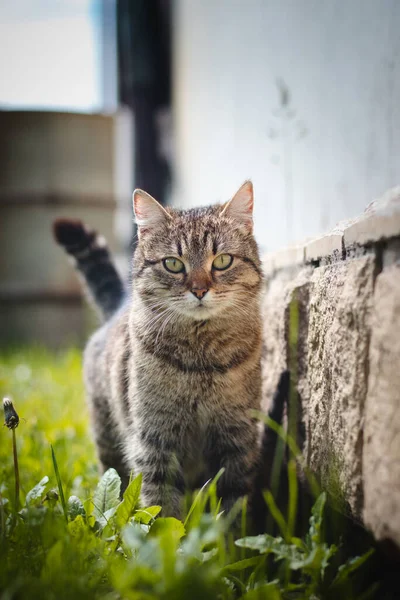 Moody Cat Obserwuje Swoje Noworodki Daleka Mamusia Martwi Się Swoje — Zdjęcie stockowe