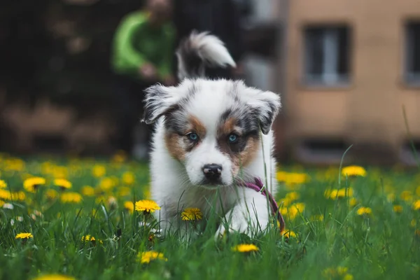 Furry Devil Form Australian Shepherd Runs Garden Enjoys His Freedom — Stock Photo, Image