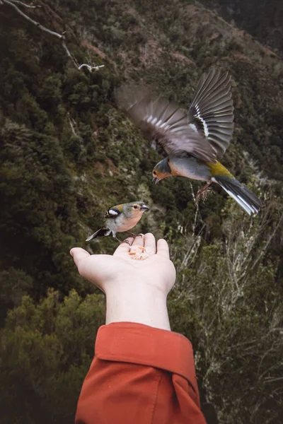 小さなマデイランのシャッフィンは 食品クラムのために男の手に飛んで 彼が安全であるかどうかを確認しています フリニラ ケルベス マデレンシス 人生の経験 レヴァダ バルコス マデイラ — ストック写真