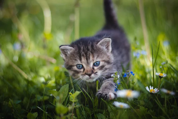 Kızgın Yeni Doğmuş Tekir Kedi Bahçesinde Yeni Güzellikler Keşfediyor Ilgi — Stok fotoğraf
