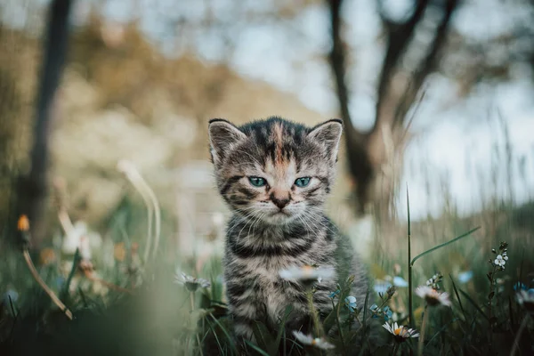 Oskyldiga Nyfödda Tamkatt Upptäcker Vilda Djur Runt Huset Och Genomgår — Stockfoto