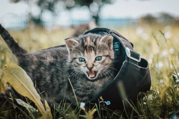 Unschuldige Neugeborene Hauskatze Entdeckt Wildtiere Rund Das Haus Und Erfährt — Stockfoto