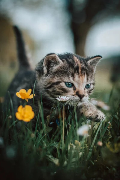 Niewinny Nowonarodzony Kot Domowy Odkrywa Dziką Przyrodę Wokół Domu Ulega — Zdjęcie stockowe