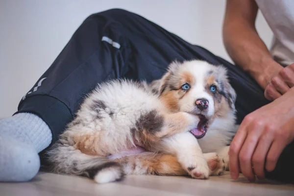 Yorgun Avustralyalı Çoban Köpeği Battaniyesinde Dinleniyor Hayal Dünyasının Tadını Çıkarıyor — Stok fotoğraf