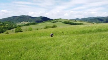 Tepenin tepesindeki kahverengi saçlı atlet vücudunu vücut egzersizleriyle güçlendiriyor. Vücut istikrarı için bir dizi şınav. 4k video. Aktif ve sağlıklı bir yaşam tarzı. Atlama