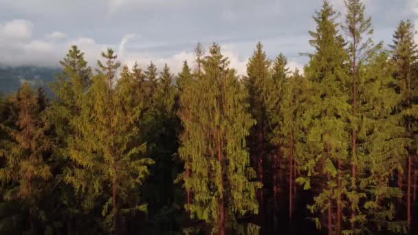 Drohnenaufnahmen Der Beskiden Wälder Nach Regen Der Nebel Über Den — Stockvideo