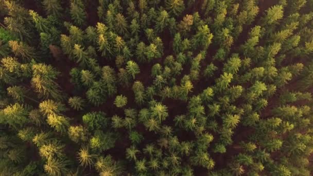 Detail Eines Gesunden Fichtenwaldes Den Tschechischen Wäldern Der Mitte Europas — Stockvideo