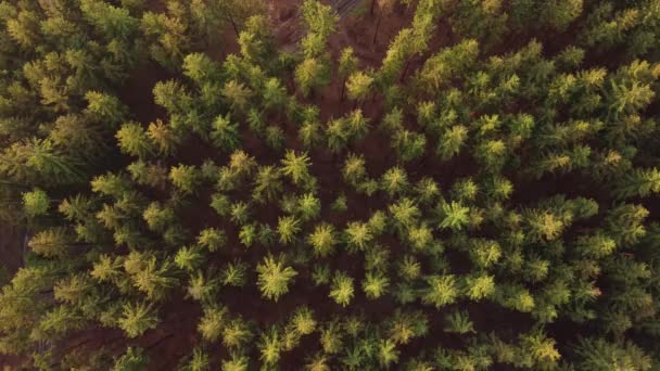 欧洲中部温带气候下捷克森林健康云杉林的细节 — 图库视频影像