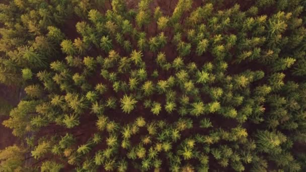 Деталь Вирубаного Ялинового Лісу Чеських Лісах Посеред Європи Помірному Кліматі — стокове відео