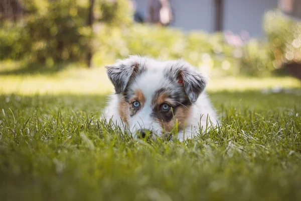 Молодий Австралійський Собака Вівчар Відпочиває Траві Саду Радістю Посміхається Блакитні — стокове фото