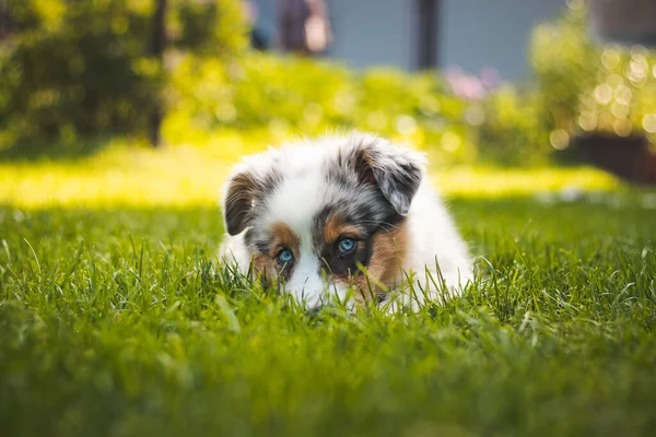 Young Australian Shepherd Dog Rests Grass Garden Smiles Happily Blue — Stockfoto