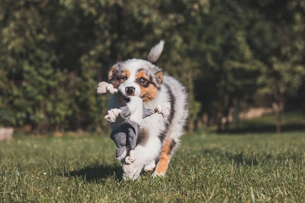 Australian Shepherd Puppy Runs Garden His Toy His Mouth Four — Stok fotoğraf