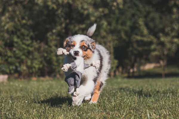 Australian Shepherd puppy runs around the garden with his toy in his mouth. the four-legged devil runs around all the corners of the new garden with his best friend.