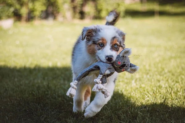 Australian Shepherd puppy runs around the garden with his toy in his mouth. the four-legged devil runs around all the corners of the new garden with his best friend.