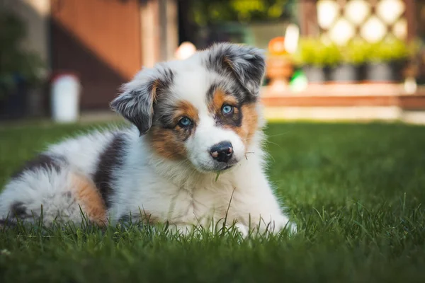 young Australian Shepherd dog rests on the grass in the garden and smiles happily. Blue eyes, brown and black spot around the eyes and otherwise white body gives the female a beautiful and cute look.