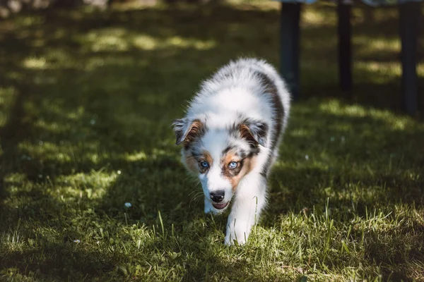 Australian Shepherd Puppy Runs Garden Fruit Trees Enjoys Feeling Freedom — Stockfoto