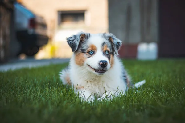 Young Australian Shepherd Dog Rests Grass Garden Smiles Happily Blue — Stockfoto