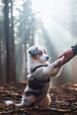 Cute Blue merle, Australian Shepherd puppy is learning new commands needed to raise a hunting dog. Paw submission. Rays of light shining on the male and female dog.