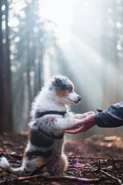 Cute Blue Merle Australian Shepherd Puppy Learning New Commands Needed — ストック写真