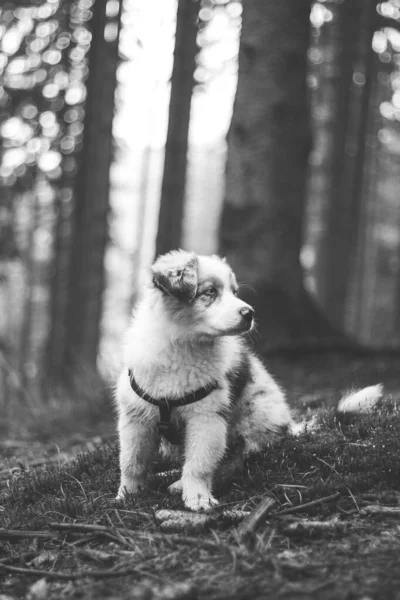 Black White Adorable Blue Merle Puppy Australian Shepherd Discovering New — Fotografia de Stock
