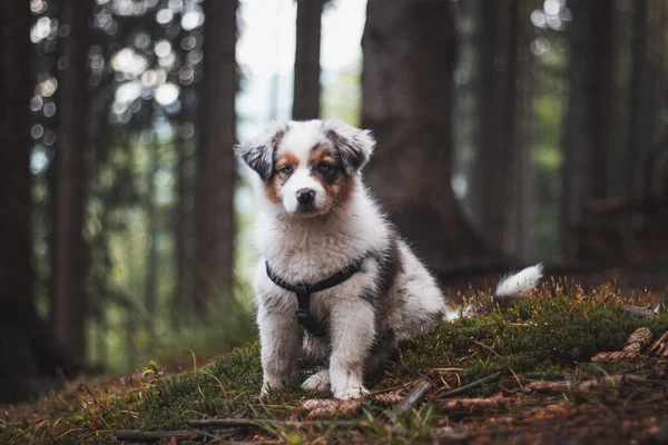 Schattige Blauwe Merle Puppy Australische Herder Die Nieuwe Geuren Ontdekt — Stockfoto