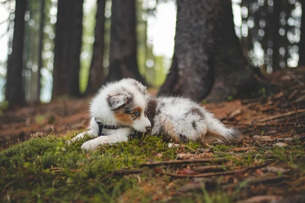 Australian Shepherd Puppy Lying Nice Moss Happily Adjusting His Coat — Foto de Stock