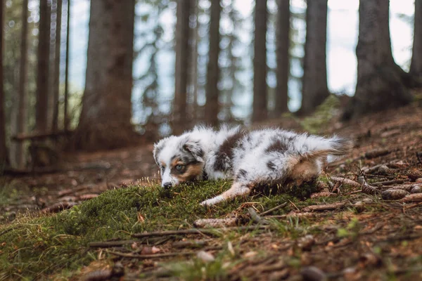 Australian Shepherd Puppy Lying Nice Moss Happily Adjusting His Coat — Zdjęcie stockowe