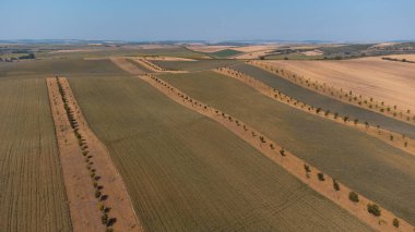 Bir tahıl tarlası ve Kyjov, Güney Moravya, Çek Cumhuriyeti yakınlarındaki çeşitli bitki örtülerinin manzarası. Tarım alanlarının manzarası. Tarım verimliliği.