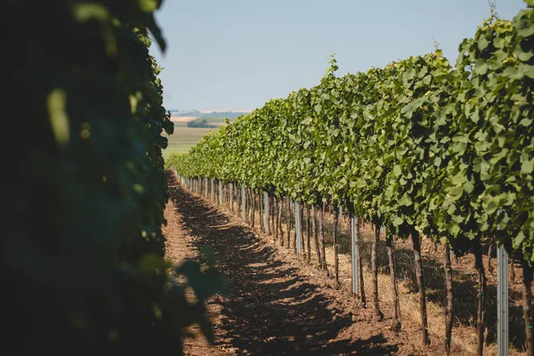 View Vineyard Warm Sunny Weather Kyjov South Moravia Czech Republic — Fotografia de Stock