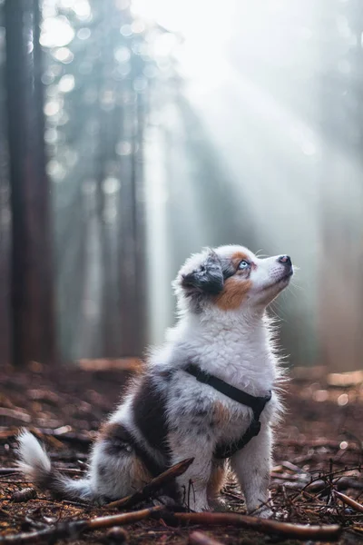 Cute Australian Shepherd Puppy Sits Obediently Next His Master Looks — Φωτογραφία Αρχείου