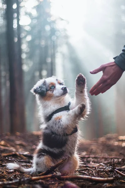 Cute Blue Merle Australian Shepherd Puppy Learning New Commands Needed — Stock Photo, Image