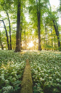 Güzel beyaz ayı sarımsağıyla korunan bir ormanda gün batımı. Turuncu ışık altında Allium ursinum. Polanska niva, Ostrava, Çek Cumhuriyeti.
