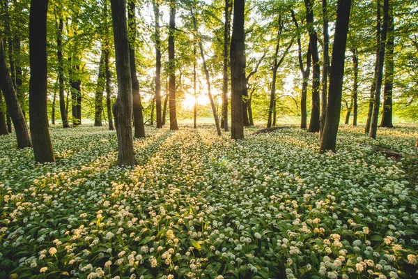 Zonsondergang Een Beschermd Bos Met Prachtig Wit Groeiende Berenknoflook Allium — Stockfoto