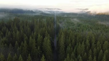 View of a forest path surrounded by healthy trees that produce a lot of oxygen and heal the air on the ground. A forest covered in white mist. Biodiversity. Forest after rain. 4k video