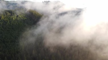 View from above of a healthy forest hiding behind a white mist and trees getting the water they need to live. Fresh air in nature untouched by man. Biodiversity. Sunset