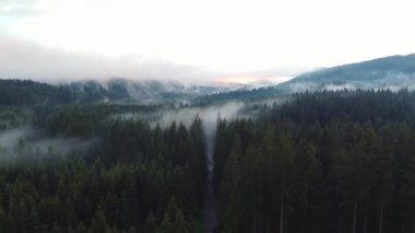 View of a forest path surrounded by healthy trees that produce a lot of oxygen and heal the air on the ground. A forest covered in white mist. Biodiversity. Forest after rain. 4k video