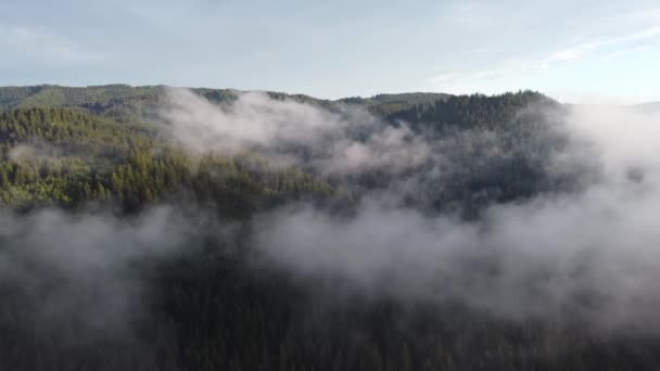 View Healthy Forest Hiding White Mist Trees Getting Water Need — Vídeo de Stock