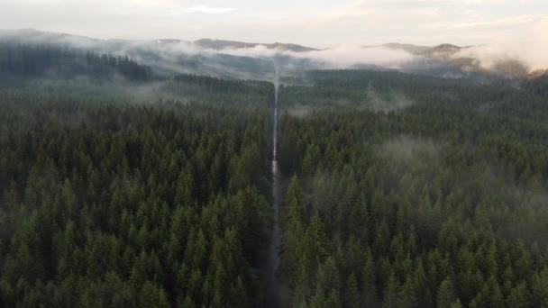 Вид Лесную Тропу Окруженную Здоровыми Деревьями Которые Производят Много Кислорода — стоковое видео
